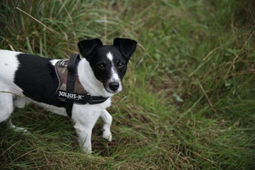 HARKO-