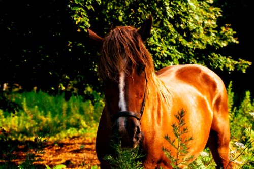 cheval-10