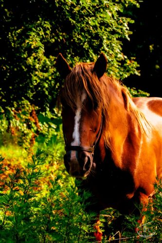 cheval-12