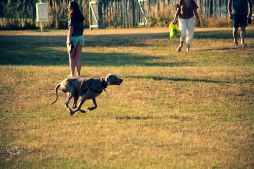parcachien10