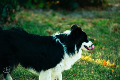 parcachien5